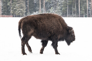 Bison walking in the snow