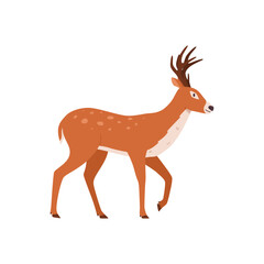 Male deer with antler walking, cartoon flat vector illustration isolated on white background.