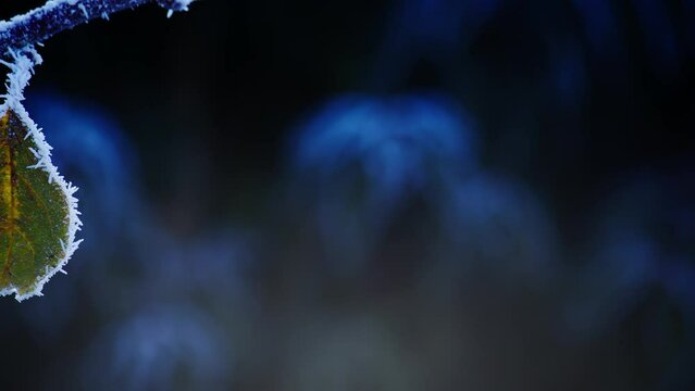 A harsh hoarfrost coats the surface of plants and twigs on a sub-zero December day in a British residential garden. Macro shots of frost crystals caught in early morning sunlight.