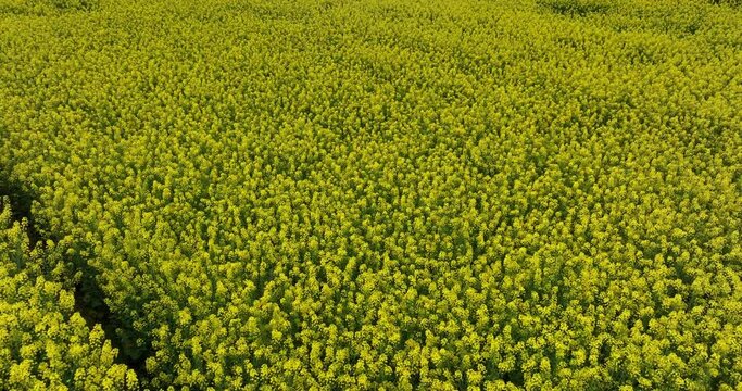 Aerial footage of yellow cole flowers flowering at countryside, Yunnan province,China