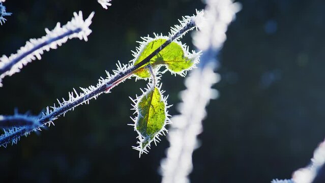 A harsh hoarfrost coats the surface of plants and twigs on a sub-zero December day in a British residential garden. Macro shots of frost crystals caught in early morning sunlight.
