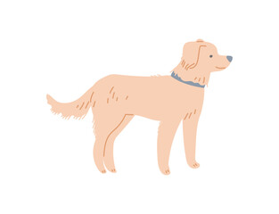 Labrador dog or puppy with beige fur coat, flat vector illustration isolated.