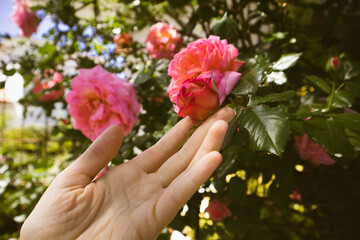 Female gardener tending blooming shrubs in rose garden, rosarium. Woman's hand reaches out to pluck...