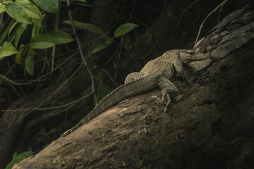 Water lizard lying on tree branch, Indonesia