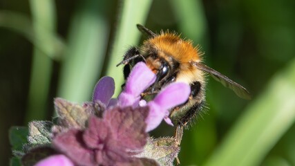 Bee sipping nectar from a wild flower
