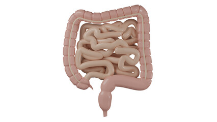 Model of small and large human intestine isolated on transparent background. Digestive tract concept. 3D render
