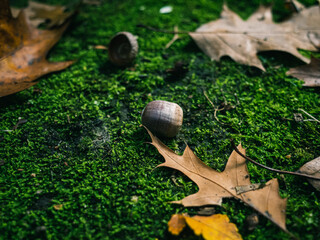 Acorn and leaves on the ground
