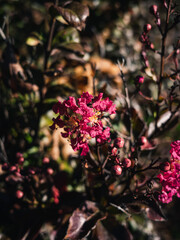 pink flowers in the garden