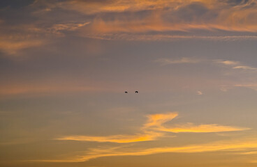 Pair of geese flying in the sky at sunset
