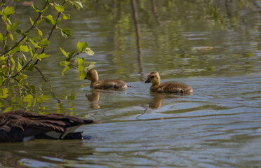 Goslings with parents floating in water 