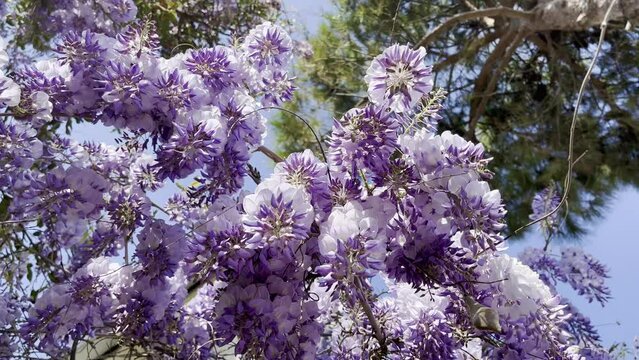 wisteria flowers revolve against the sky - stock video