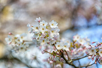 Blooming cherry branches on spring day, closeup