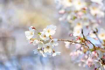 Blooming cherry branches on spring day, closeup