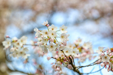 Blooming cherry branches on spring day, closeup