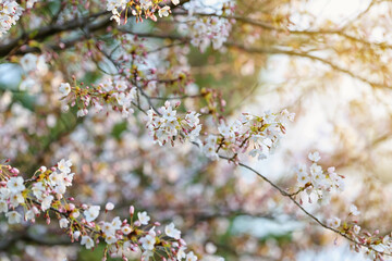 Blooming cherry branches on spring day, closeup