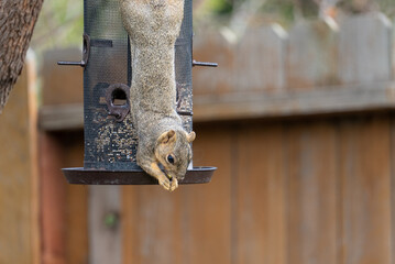 squirrel having by feed eating food from bird feeder  © Cam