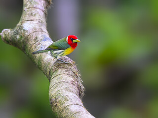Red-headed Barbet portrait on tree branch against green background