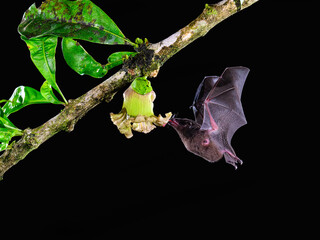 Pallas's long-tongued bat  approaching Calabash tree flower  at night, drinking nectar, Costa Rica 