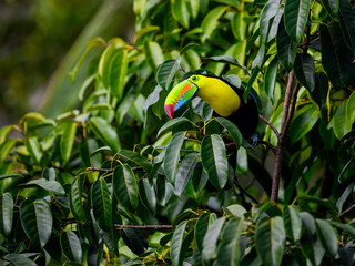 Keel-billed Toucan portrait in tree in Costa Rica © FotoRequest
