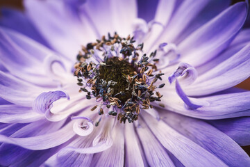 close up of a flower