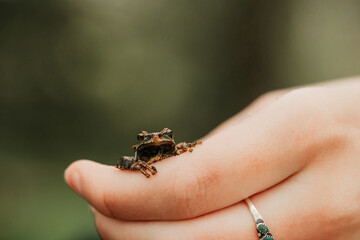 Obraz premium hand holding a frog