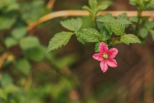 wild salmon berry bloom 