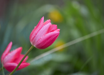 isolated pink tulips in the garden