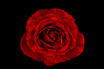 Elegant red rose bud blossoms against a dramatic black backdrop, embodying the timeless beauty and delicate allure of nature's perfect bloom. close up