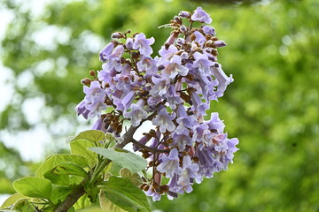 Paulownia tree ( Paulownia tomentosa ) flowers.
Paulowniaceae deciduous tree native to China.
Light...