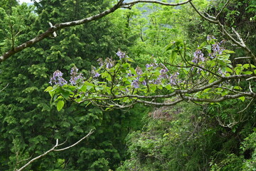 Fototapeta premium Paulownia tree ( Paulownia tomentosa ) flowers. Paulowniaceae deciduous tree native to China. Light purple, bell-shaped flowers bloom from April to May.