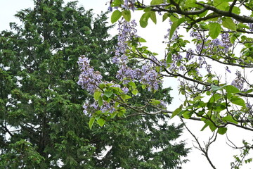 Paulownia tree ( Paulownia tomentosa ) flowers.
Paulowniaceae deciduous tree native to China.
Light purple, bell-shaped flowers bloom from April to May.