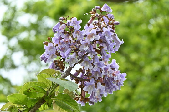 Paulownia tree ( Paulownia tomentosa ) flowers.
Paulowniaceae deciduous tree native to China.
Light purple, bell-shaped flowers bloom from April to May.