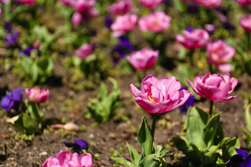 Beautiful pink tulips on spring day, closeup