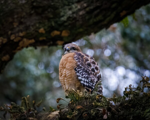 Hawk in a tree