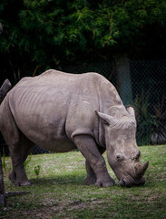white rhino in the zoo