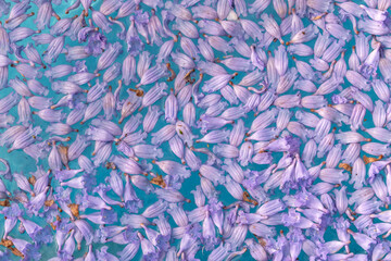 Textura de pétalos de flores de cerca sobre agua color azul