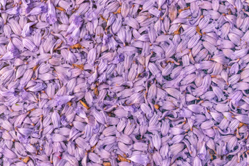 Textura de pétalos de flores de cerca, color lila de
