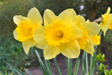 Flowers in the garden under spring as the background