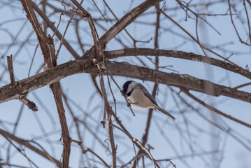 Black-capped Chickadee Perched On A Tree Branch With Blue Sky