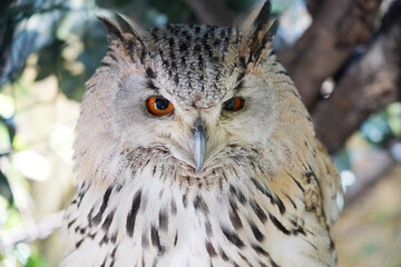 Close-up of a Western Siberian Eagle Owl sitting on the branch