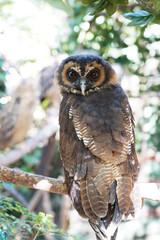 Close-up of a Brown Wood Owl sitting on the branch