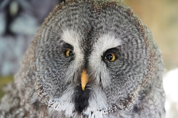 Close-up of a Great Gray Owl