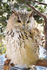 Close-up of a Western Siberian Eagle Owl sitting on the branch