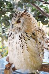 Close-up of a Western Siberian Eagle Owl sitting on the branch