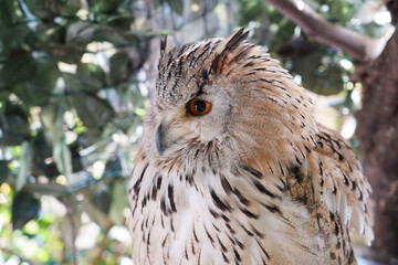 Close-up of a Western Siberian Eagle Owl sitting on the branch