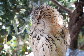 Close-up of a Western Siberian Eagle Owl sitting on the branch