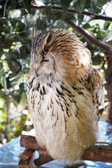 Close-up of a Western Siberian Eagle Owl sitting on the branch