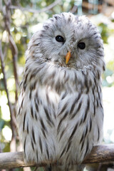 Close-up of Ural Owl sitting on the branch