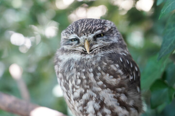 Close-up of a Little Owl sitting on the branch

