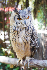 Close-up of an Indian Eagle Owl sitting on the branch
